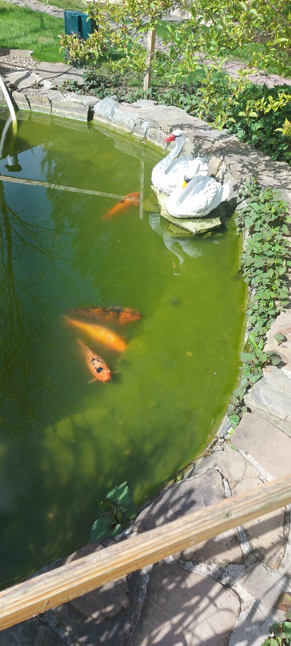 Гостиница Рябиновые бусы Каменномостский-253