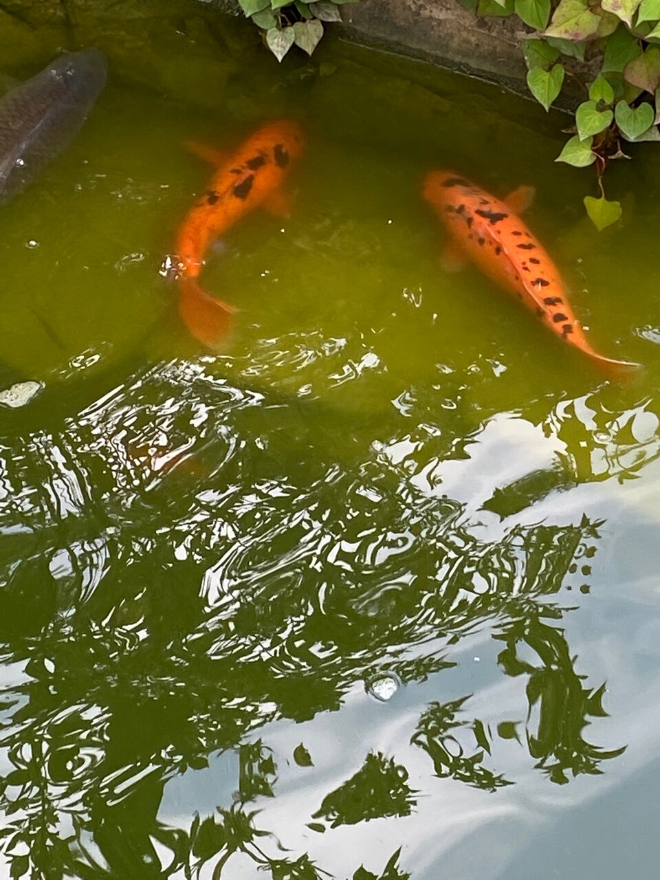 Гостиница Рябиновые бусы Каменномостский-191