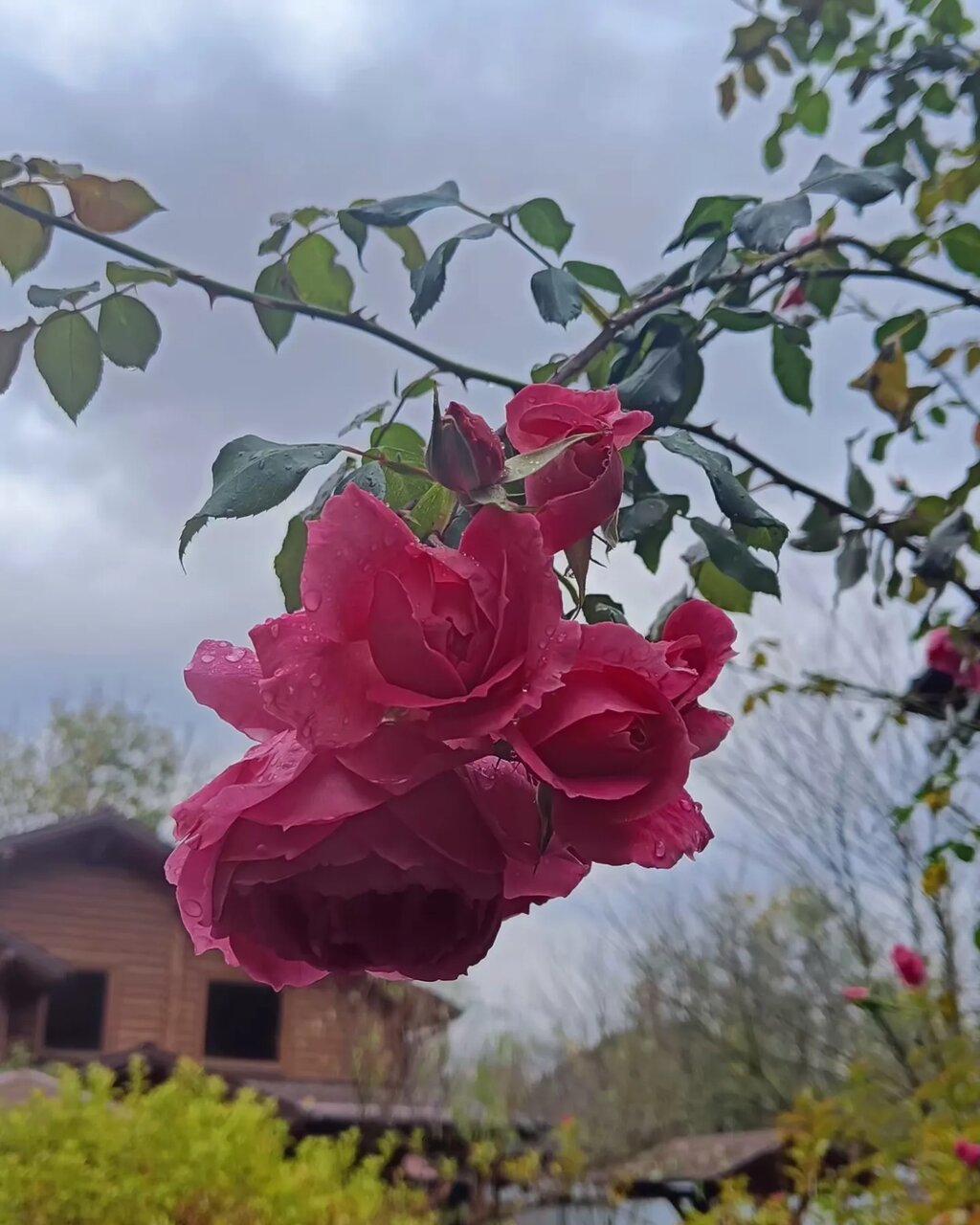 Гостиница Рябиновые бусы Каменномостский-147