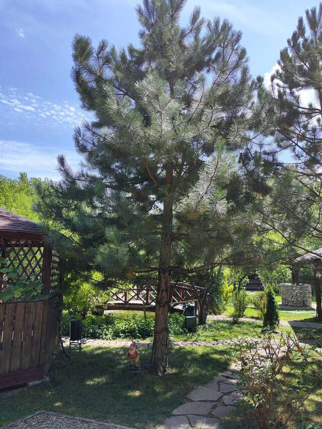 Гостиница Рябиновые бусы Каменномостский-50