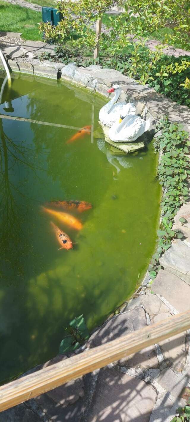 Гостиница Рябиновые бусы Каменномостский-252