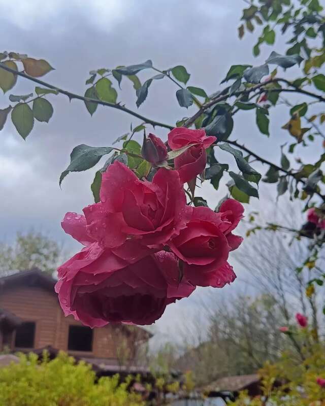 Гостиница Рябиновые бусы Каменномостский-146